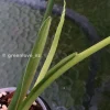Variegated Syngonium Chiapense