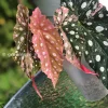Begonia Maculata Pink Variegated