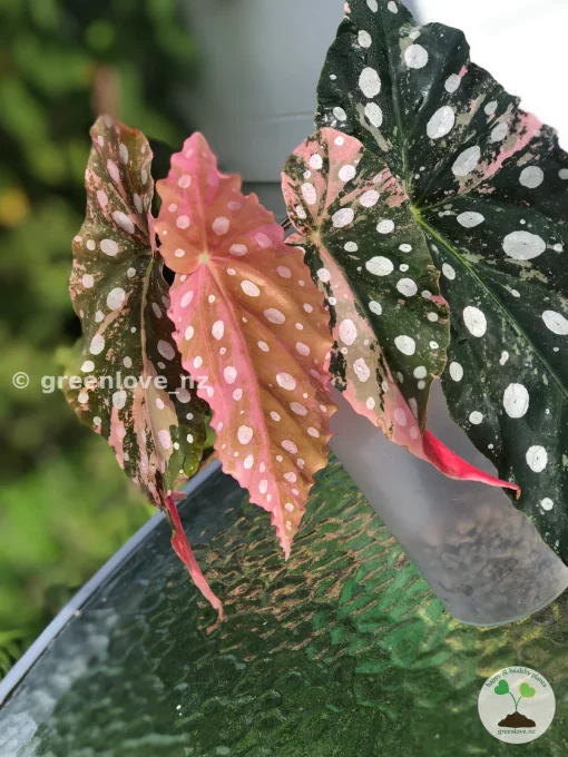 Begonia Maculata Pink Variegated