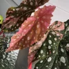 Begonia Maculata Pink Variegated