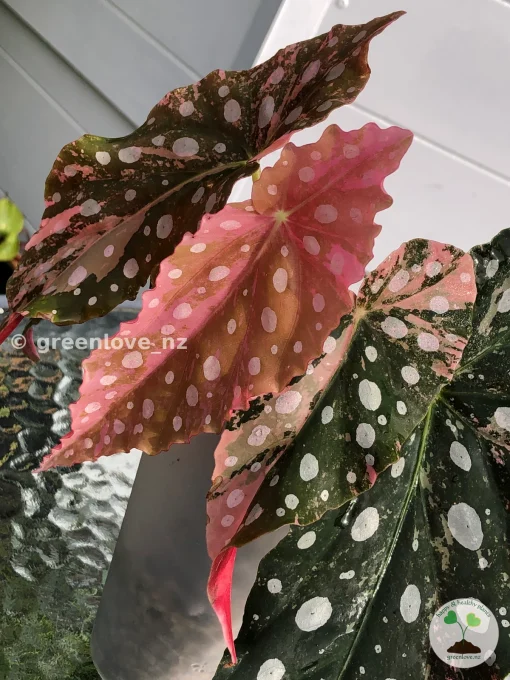 Begonia Maculata Pink Variegated