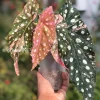 Begonia Maculata Pink Variegated