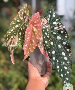 Begonia Maculata Pink Variegated