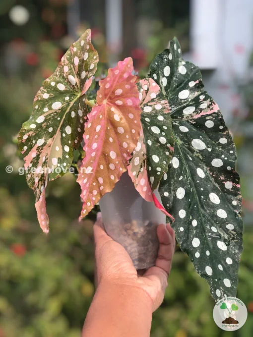 Begonia Maculata Pink Variegated