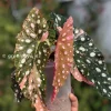 Begonia Maculata Pink Variegated