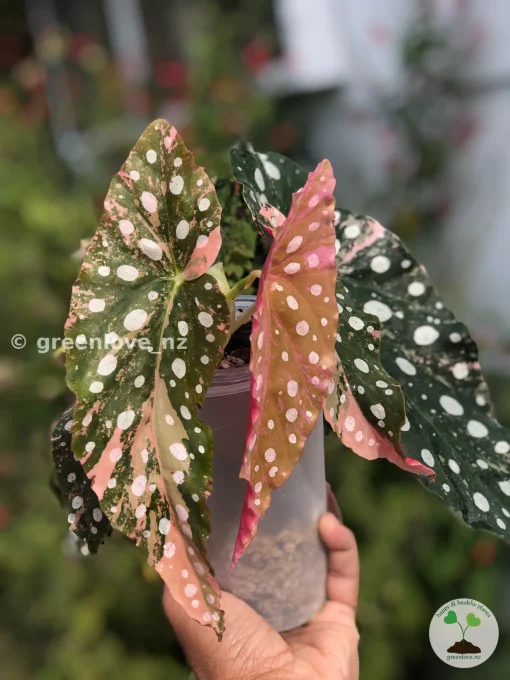 Begonia Maculata Pink Variegated