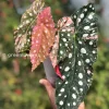 Begonia Maculata Pink Variegated