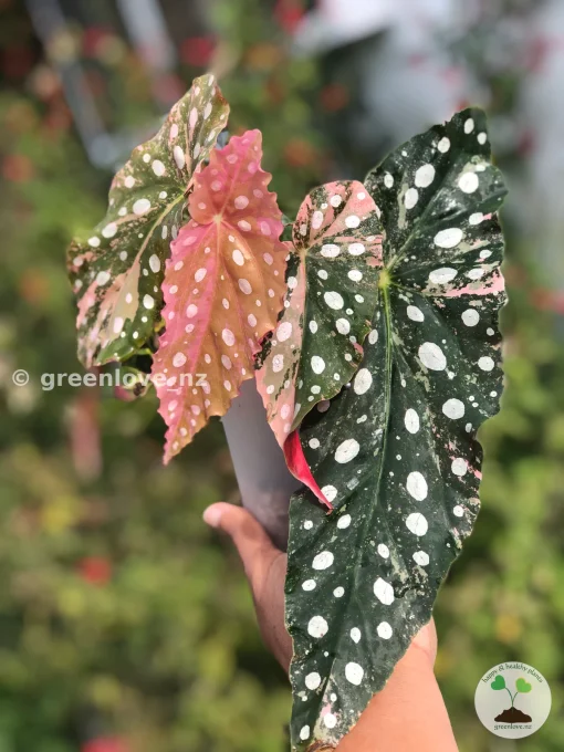 Begonia Maculata Pink Variegated