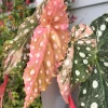 Begonia Maculata Pink Variegated