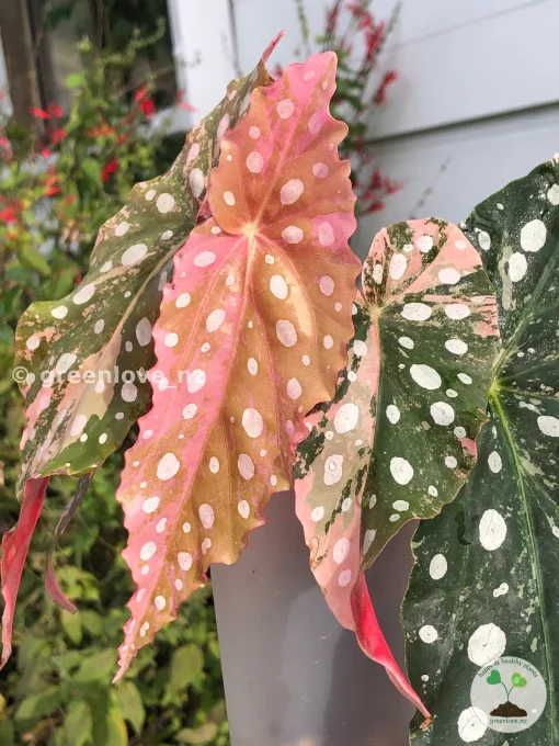 Begonia Maculata Pink Variegated