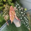 Begonia Maculata Pink Variegated