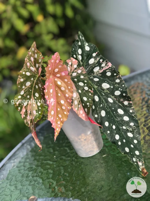 Begonia Maculata Pink Variegated