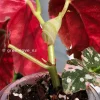 Begonia Maculata Pink Variegated