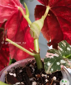Begonia Maculata Pink Variegated