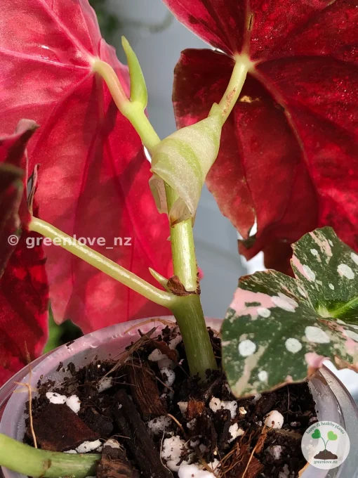 Begonia Maculata Pink Variegated