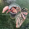 Begonia Snow Capped Variegated