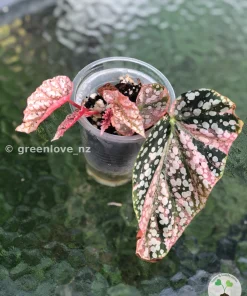 Begonia Snow Capped Variegated