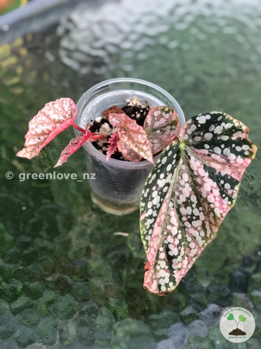 Begonia Snow Capped Variegated