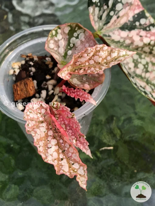 Begonia Snowcapped Variegated