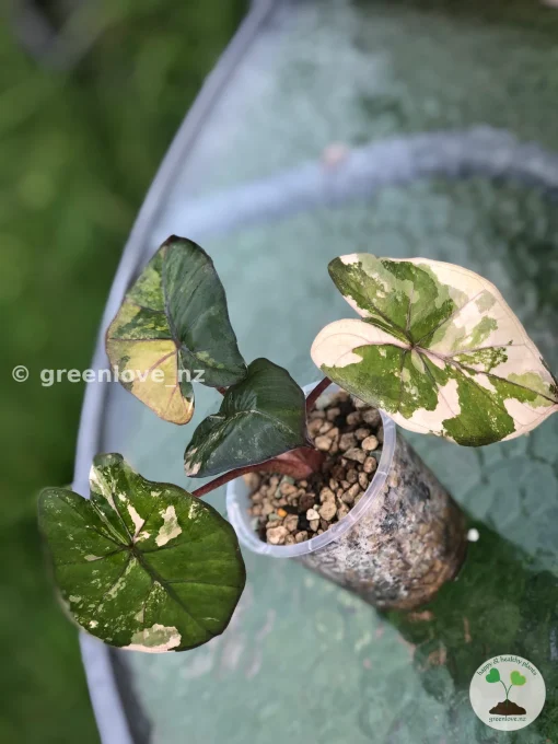 Alocasia Yucatan Princess Pink Variegated