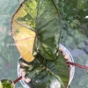 Alocasia Yucatan Princess Pink Variegated