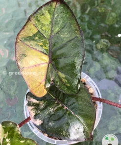 Alocasia Yucatan Princess Pink Variegated