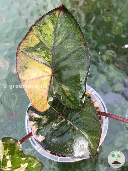 Alocasia Yucatan Princess Pink Variegated