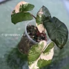 Alocasia Yucatan Princess Pink Variegated