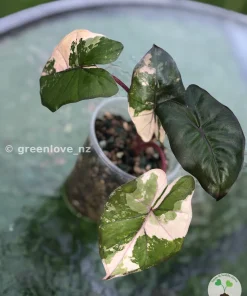 Alocasia Yucatan Princess Pink Variegated