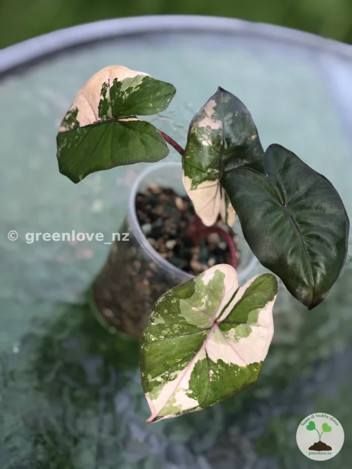 Alocasia Yucatan Princess Pink Variegated