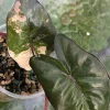 Alocasia Yucatan Princess Pink Variegated