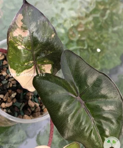 Alocasia Yucatan Princess Pink Variegated