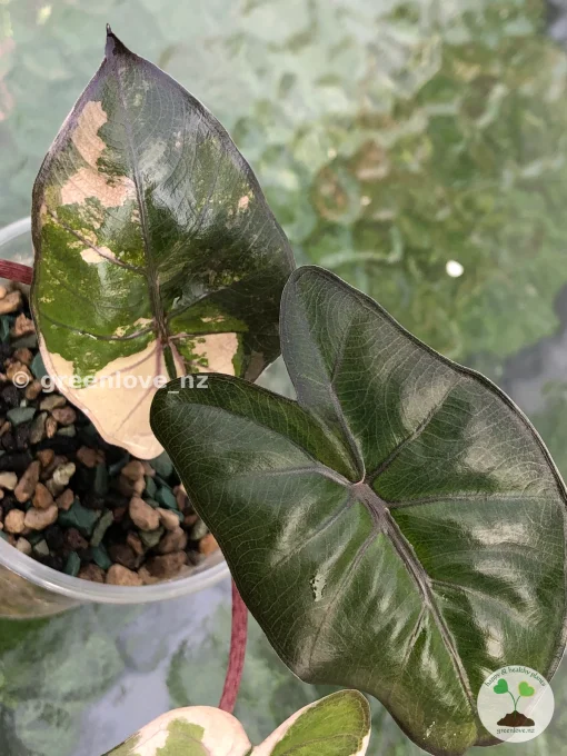 Alocasia Yucatan Princess Pink Variegated