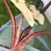Alocasia Yucatan Princess Pink Variegated