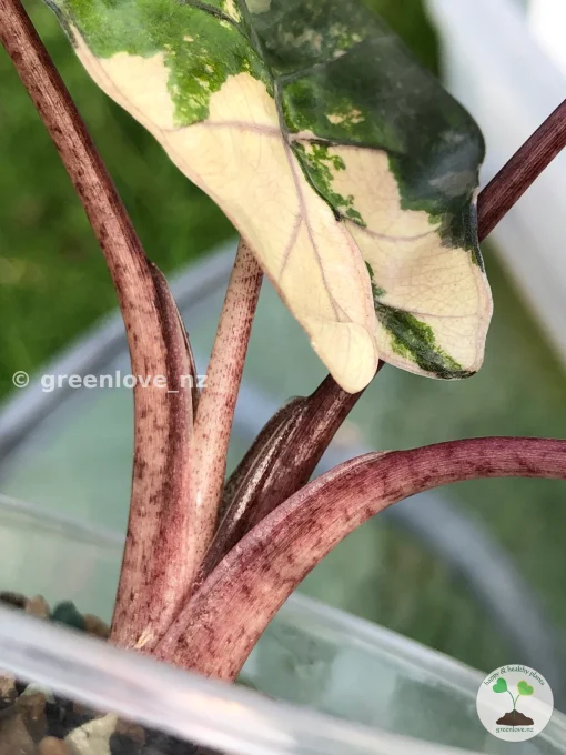 Alocasia Yucatan Princess Pink Variegated