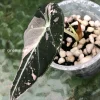 Alocasia Black Velvet Pink Variegated
