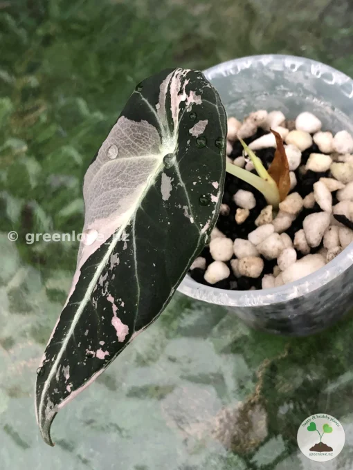 Alocasia Black Velvet Pink Variegated