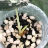 Alocasia Black Velvet Pink Variegated