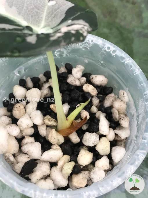 Alocasia Black Velvet Pink Variegated