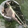 Alocasia Black Velvet Pink Variegated