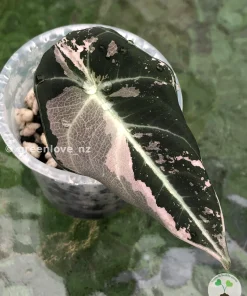 Alocasia Black Velvet Pink Variegated