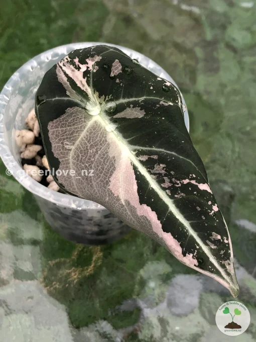 Alocasia Black Velvet Pink Variegated