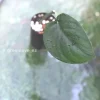 Scindapsus Jade Satin