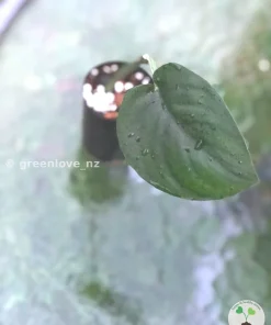 Scindapsus Jade Satin
