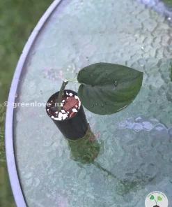 Scindapsus Jade Satin