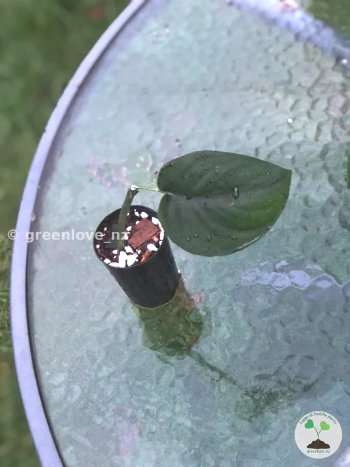 Scindapsus Jade Satin
