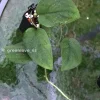 Scindapsus Jade Satin