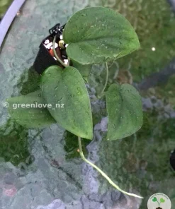 Scindapsus Jade Satin