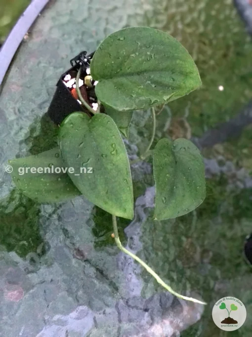 Scindapsus Jade Satin