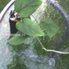 Scindapsus Jade Satin